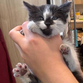 Pothole -  Domestic Medium Hair Cat for Adoption in Louisville, Kentucky - Pothole | PetCurious