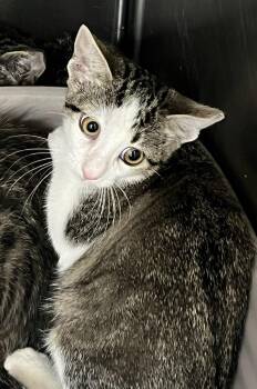 Ditto -  Domestic Short Hair Cat for Adoption in Richland Hills, Texas - Ditto | PetCurious