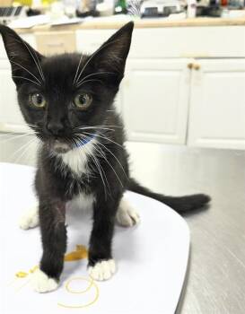 STERLING -  Domestic Short Hair Cat for Adoption - STERLING | PetCurious