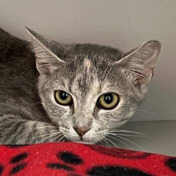 Domestic Short Hair Cats Available for Adoption in Sarasota, Florida - Isabelle | PetCurious