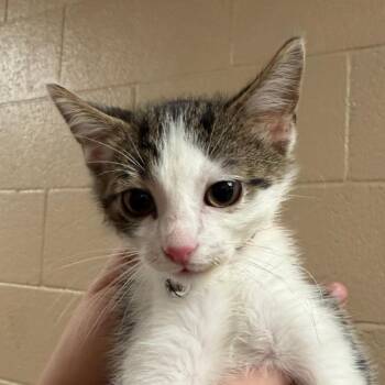 Oliver -  Domestic Short Hair Cat for Adoption in Stillwater, Oklahoma - Oliver | PetCurious