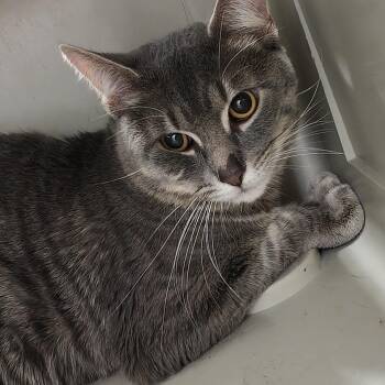 Jimothy -  Domestic Short Hair Cat for Adoption in Allentown, Pennsylvania - Jimothy | PetCurious