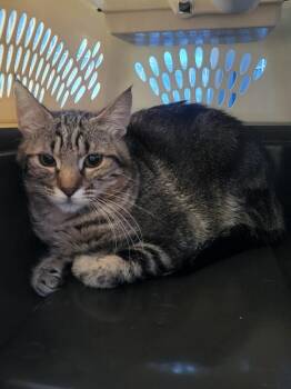 Bobbi -  Domestic Short Hair Cat Available for Adoption in Diamond Springs, California - Bobbi | PetCurious