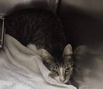 VIC -  Domestic Short Hair Cat for Adoption in Decatur, Illinois - VIC | PetCurious