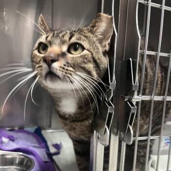 Rambo -  Domestic Short Hair Cat for Adoption in Lakeland, Florida - Rambo | PetCurious