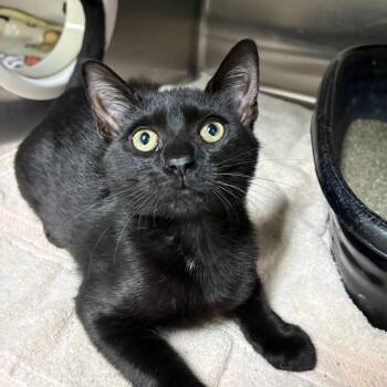 Bruh 29759 -  Domestic Short Hair Cat for Adoption in Middleburg, Florida - Bruh 29759 | PetCurious