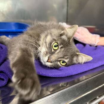 Dart -  Domestic Medium Hair Cat for Adoption in Martinsville, Indiana - Dart | PetCurious