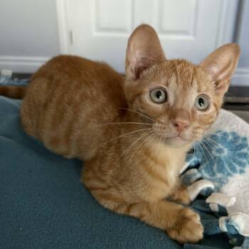 Miso - A Cuddly Girl -  Tabby Cat for Adoption in Hamilton, Ontario - Miso - A Cuddly Girl | PetCurious