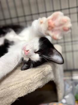 Ranger -  Tuxedo and Domestic Short Hair Cat for Adoption in Walnut Creek, California - Ranger | PetCurious