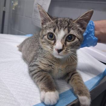 Diva -  Domestic Short Hair Cat for Adoption in Summerville, South Carolina - Diva | PetCurious