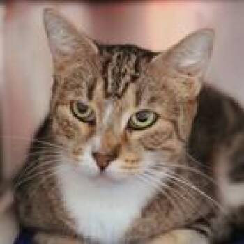 Domestic Short Hair Cats Available for Adoption in Hilliard, Ohio - Fauna | PetCurious