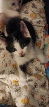 Domestic Short Hair Cats Available for Adoption in North Brunswick Township, New Jersey - Cynder | PetCurious