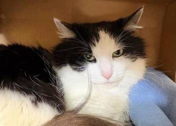 Domestic Long Hair Cats Available for Adoption - WISDOM | PetCurious