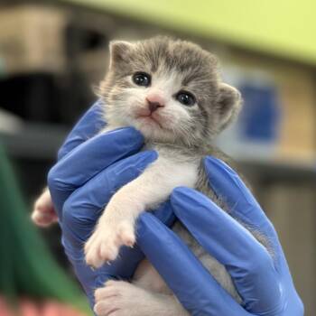 Domestic Short Hair Cats Available for Adoption in Lynchburg, Virginia - Pigpen | PetCurious