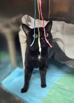 Mr. Bingley -  Domestic Short Hair Cat for Adoption in Westland, Michigan - Mr. Bingley | PetCurious