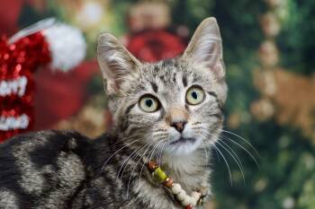 Rescue Domestic Short Hair Cats for Adoption in Sevierville, Tennessee - Fairy Dust | PetCurious