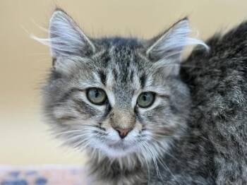 Fawn -  Domestic Long Hair Cat for Adoption in Portland, Oregon - Fawn | PetCurious