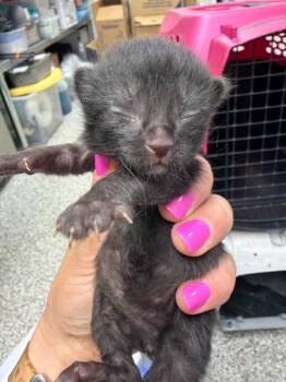 Johnny Cash -  Domestic Short Hair Cat for Adoption in Pomona, New York - Johnny Cash | PetCurious