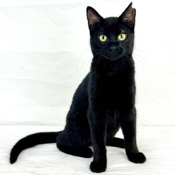 Mitzo -  Domestic Short Hair Cat for Adoption in Austin, Texas - Mitzo | PetCurious