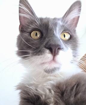 Fred -  Domestic Long Hair Cat for Adoption in Villa Park, California - Fred | PetCurious