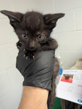 Slipstream -  Domestic Short Hair Cat for Adoption in Cincinnati, Ohio - Slipstream | PetCurious