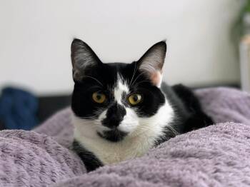 Rescue Domestic Short Hair Cats for Adoption in Mount Laurel Township, New Jersey - Hudson Hickory | PetCurious