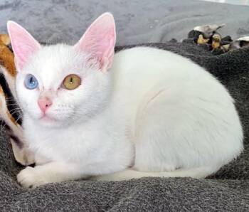 Domestic Short Hair Cats Available for Adoption - JIM | PetCurious