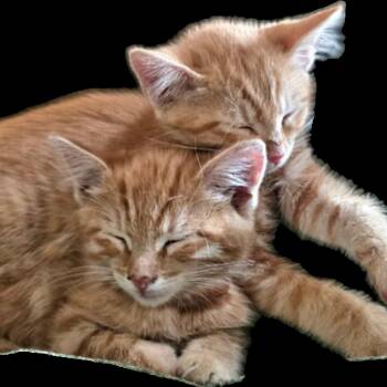 Marigold Roundy -  Domestic Short Hair Cat for Adoption in Eagle Mountain, Utah - Marigold Roundy | PetCurious
