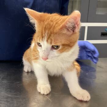 Rescue Domestic Short Hair Cats for Adoption in Monroe, Louisiana - Axl Rose | PetCurious