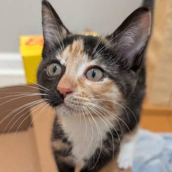 Taki -  Calico Cat for Adoption in Wanaque, New Jersey - Taki | PetCurious