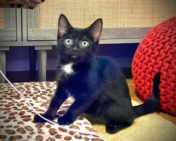 EVIE -  Domestic Short Hair Cat for Adoption in Tustin, California - EVIE | PetCurious