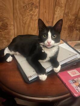 Rescue Domestic Short Hair Cats for Adoption in Alexandria, Louisiana - JASPER | PetCurious