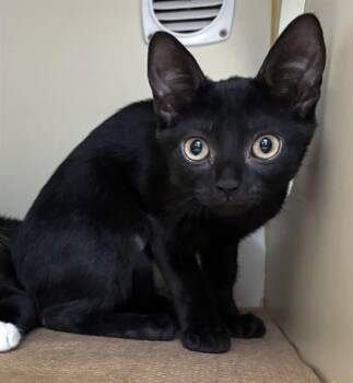 CHRISSY -  Domestic Short Hair Cat for Adoption in Dedham, Massachusetts - CHRISSY | PetCurious