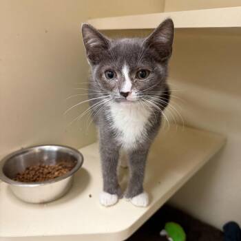 Domestic Short Hair Cats Available for Adoption - Simone | PetCurious