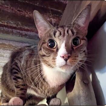 Rescue Domestic Short Hair Cats for Adoption in Schnecksville, Pennsylvania - NOAH | PetCurious