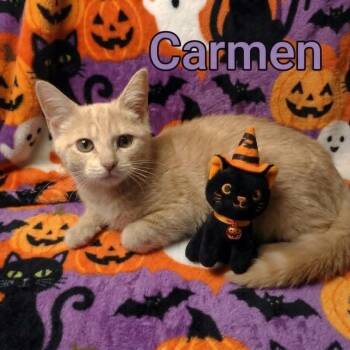 Carmen -  Tabby Cat for Adoption in Wyandotte, Michigan - Carmen | PetCurious