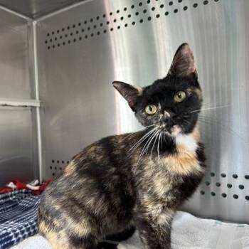 Florinda -  Domestic Short Hair Cat for Adoption in Indianapolis, Indiana - Florinda | PetCurious