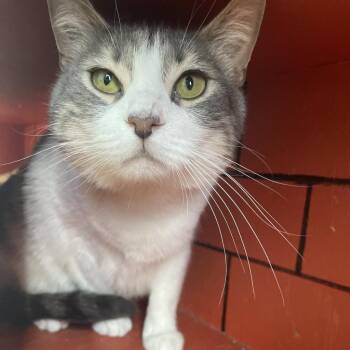 Rescue Domestic Short Hair Cats for Adoption in West Des Moines, Iowa - Oreo | PetCurious