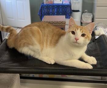 Leggo -  Domestic Short Hair Cat Available for Adoption in Kearneysville, West Virginia - Leggo | PetCurious