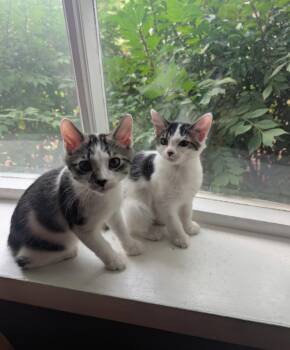 Blueberry and Raspberry -  Domestic Medium Hair Cat for Adoption in Clayton, New Jersey - Blueberry And Raspberry | PetCurious