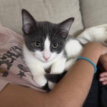 Bello -  Domestic Short Hair Cat for Adoption in Oak Park, Illinois - Bello | PetCurious