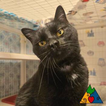 Domestic Short Hair Cats Available for Adoption - Lillith | PetCurious