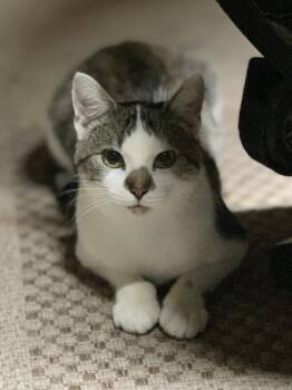 Rescue Domestic Short Hair Cats for Adoption in Panora, Iowa - POPPY | PetCurious