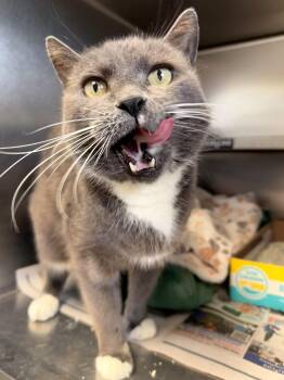 Domestic Short Hair Cats Available for Adoption in Manchester, New Hampshire - Ballet | PetCurious