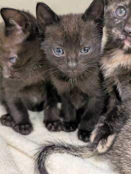 Rescue Domestic Short Hair Cats for Adoption in Buchanan Dam, Texas - Ross | PetCurious