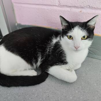 Domestic Short Hair Cats Available for Adoption in Lakewood, Colorado - Kemal Jr | PetCurious