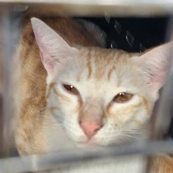 Domestic Short Hair Cats Available for Adoption - HACHI | PetCurious