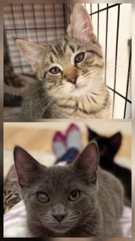 Nacho & Sage -  Domestic Short Hair Cat for Adoption in Norwood, Massachusetts - Nacho & Sage | PetCurious