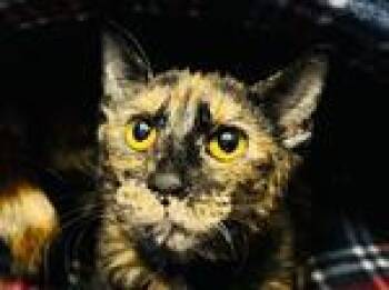 Rescue Domestic Short Hair Cats for Adoption in Powell, Ohio - KitKat | PetCurious