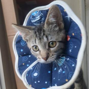 Princess Atta -  Domestic Short Hair Cat for Adoption in Westminster, California - Princess Atta | PetCurious